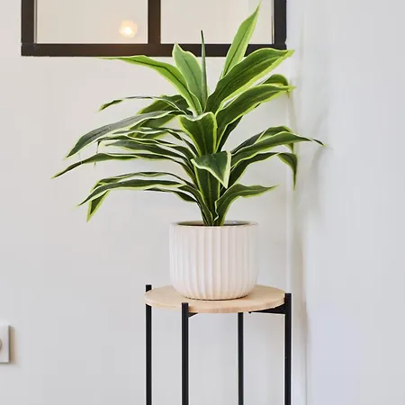 Le Romain, Gare, Hyper-centre, Terrasse Lägenhet *